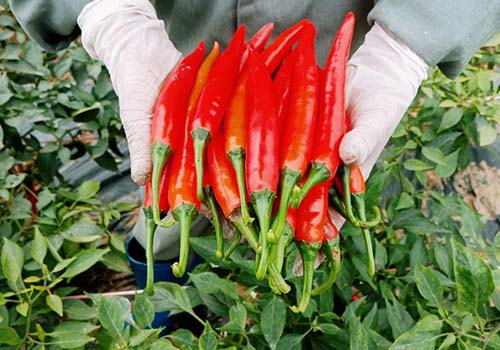 Kỹ thuật trồng ớt